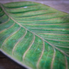 Close-up of a green leaf with detailed veins on a wooden surface