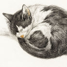 Pencil drawing of a sleeping cat on a white background