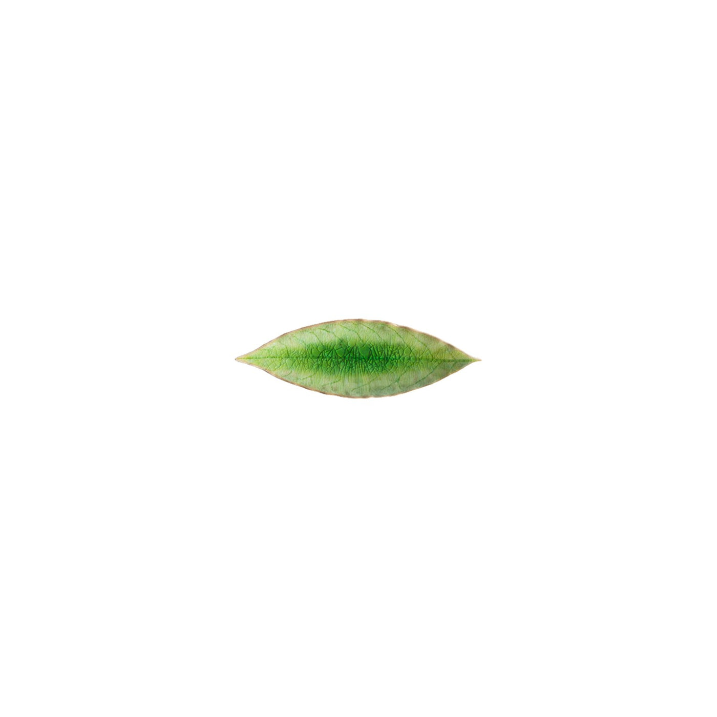 Single green leaf on a white background