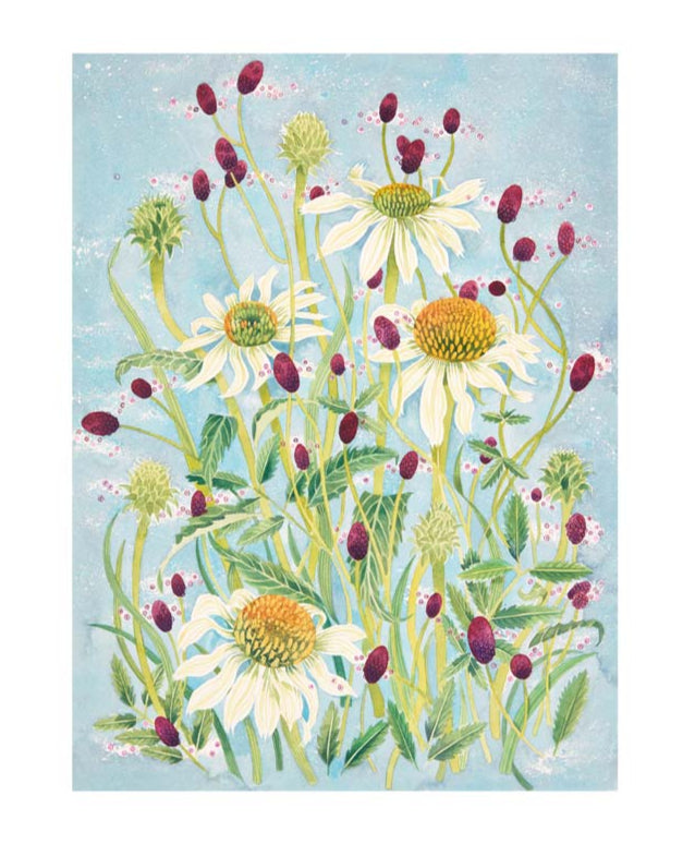 Echinacea and Sanguisorba Greeting Card