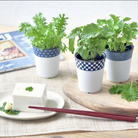 Three small potted plants on a wooden board with a plate of tofu and chopsticks.