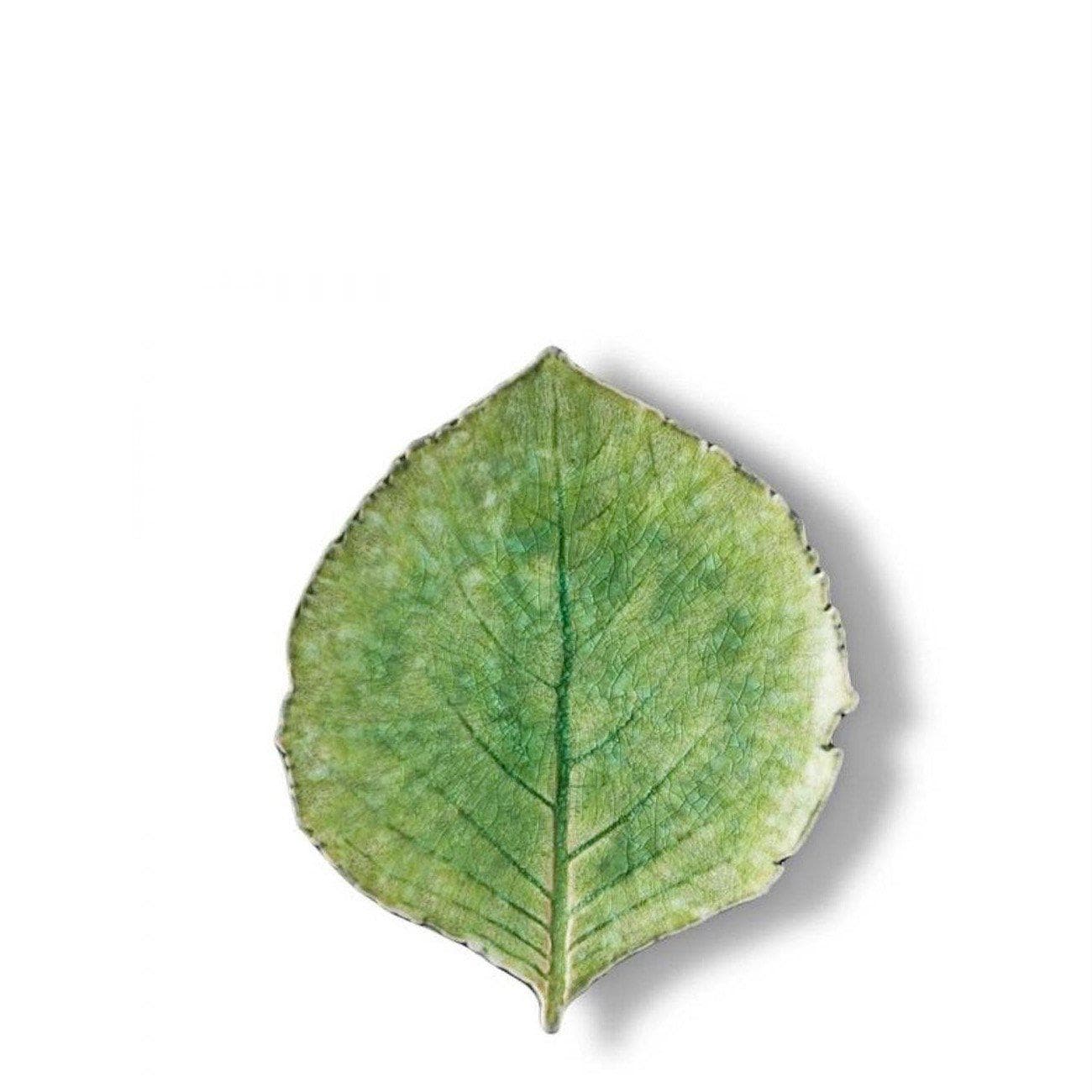 Green leaf on a white background