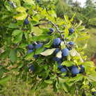 Damson and Sloe Chutney