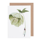 Hellebore - Greeting Card Laura Stoddart