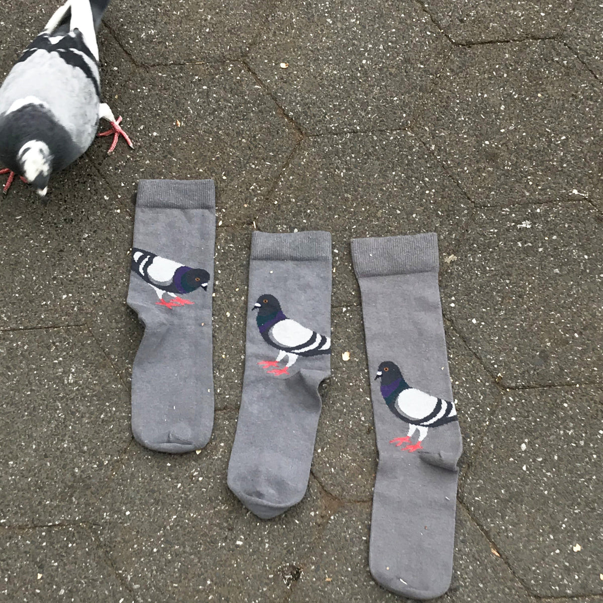 Three gray crew socks laid out on pavement, each printed with a pigeon illustration in black, white, and red. A real pigeon is visible at the top left, and the background is gray asphalt.